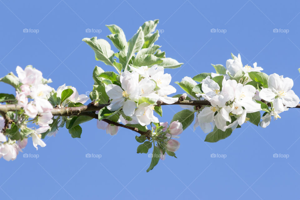 Sign of spring blooming cherry tree blossom in blue sky, vår blommande körsbärsträd blå himmel vårtecken 