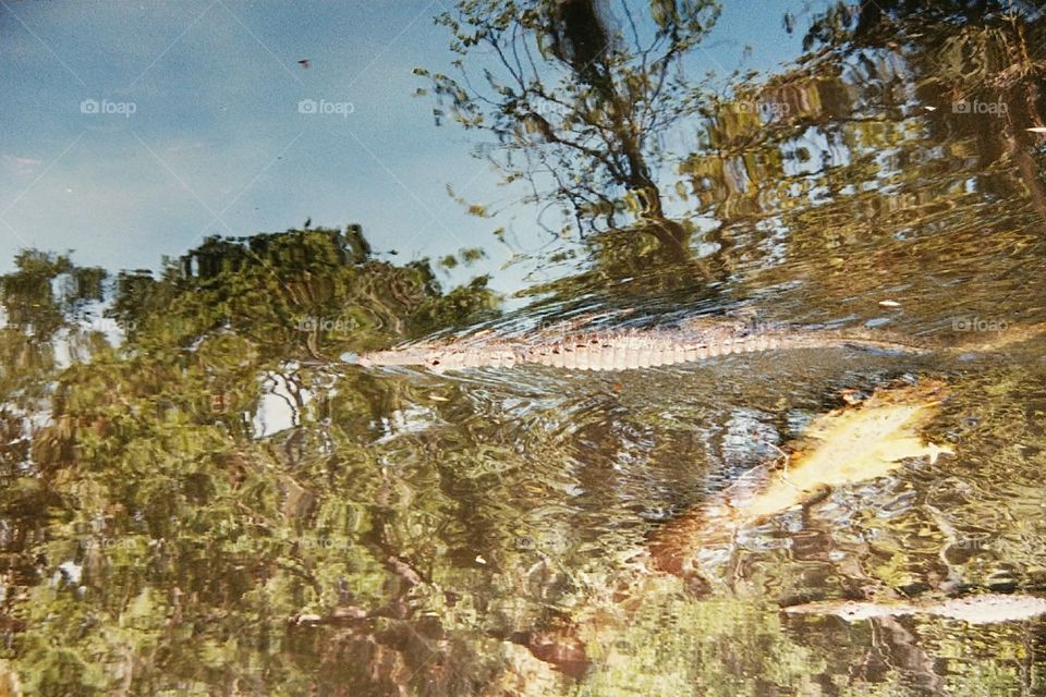 swimming American alligator