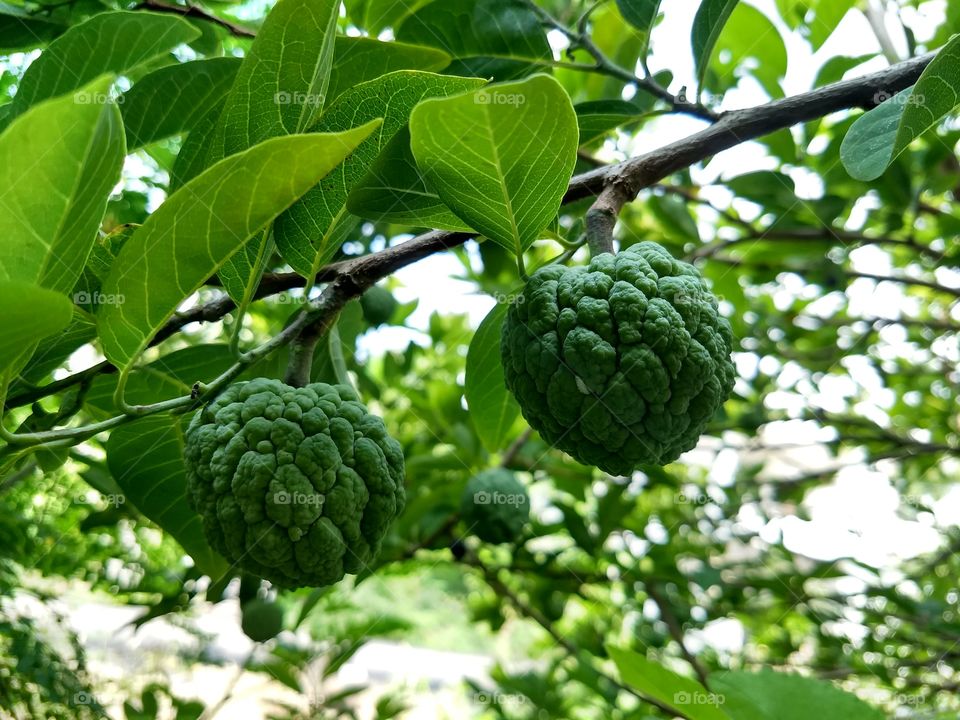 Sugar Apple