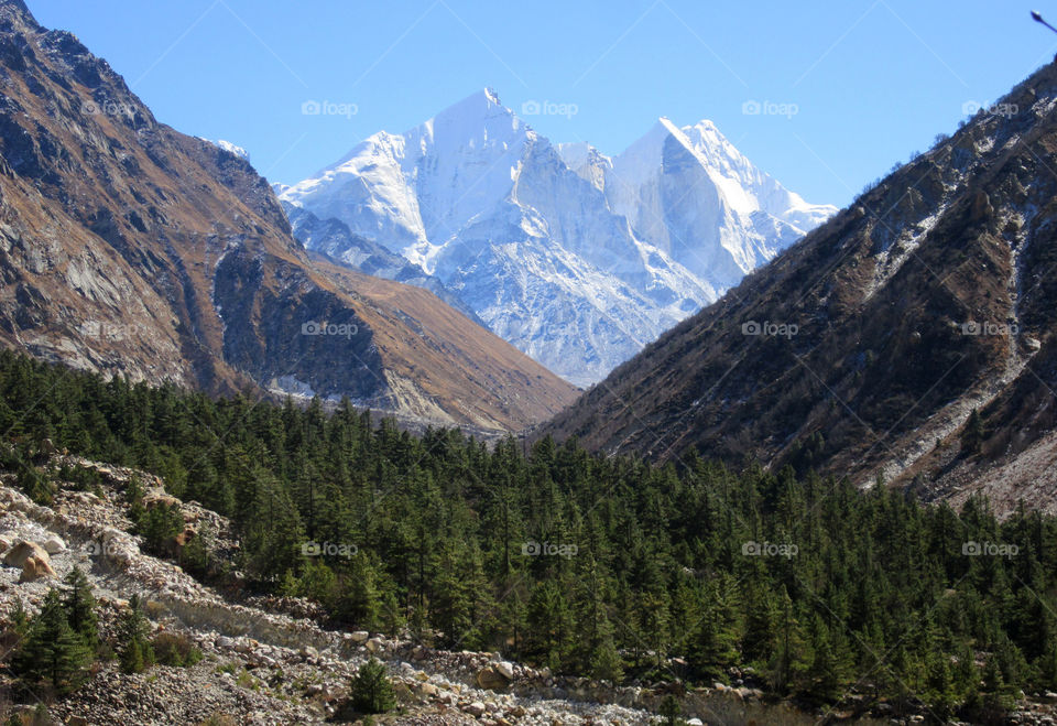 Gangotri National Park