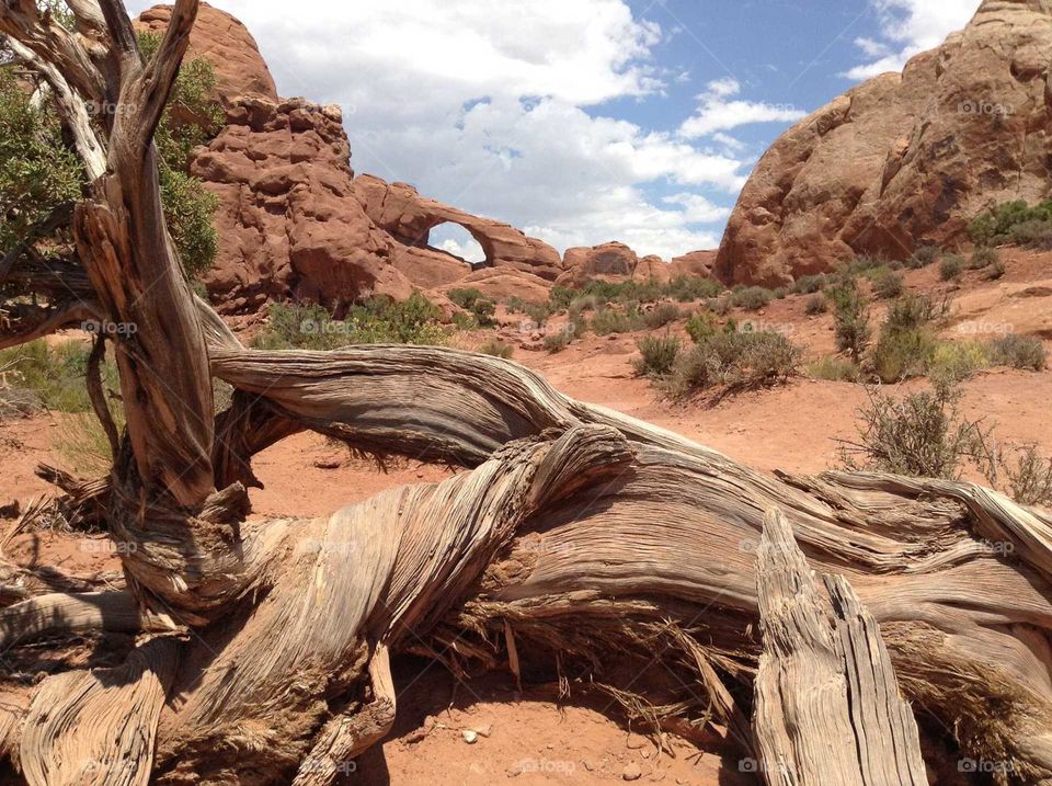 twisted tree, desert,  moab, arches, national park, hot, July, texture