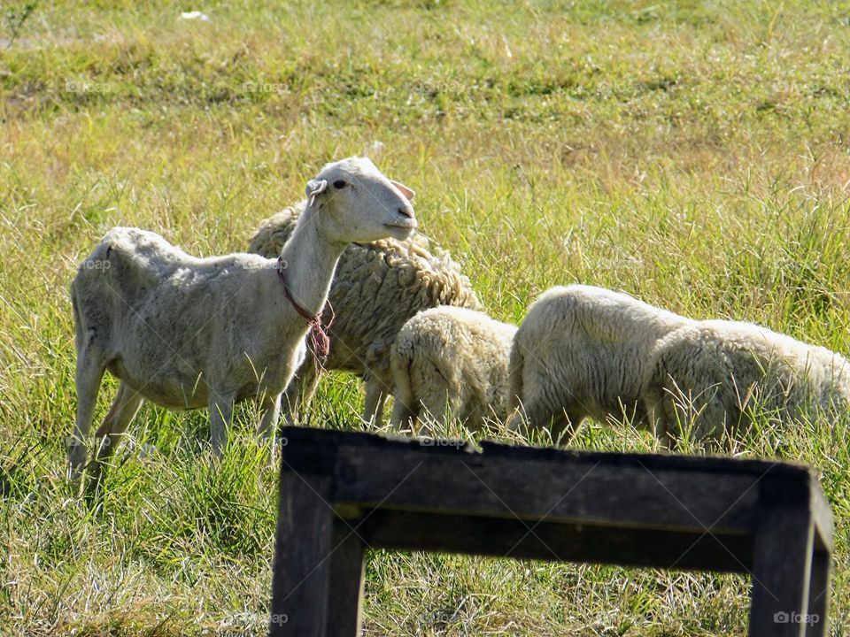 Goats are gathering in the grass area to forage for food.