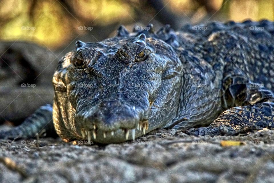 Sinister saltwater crocodile 