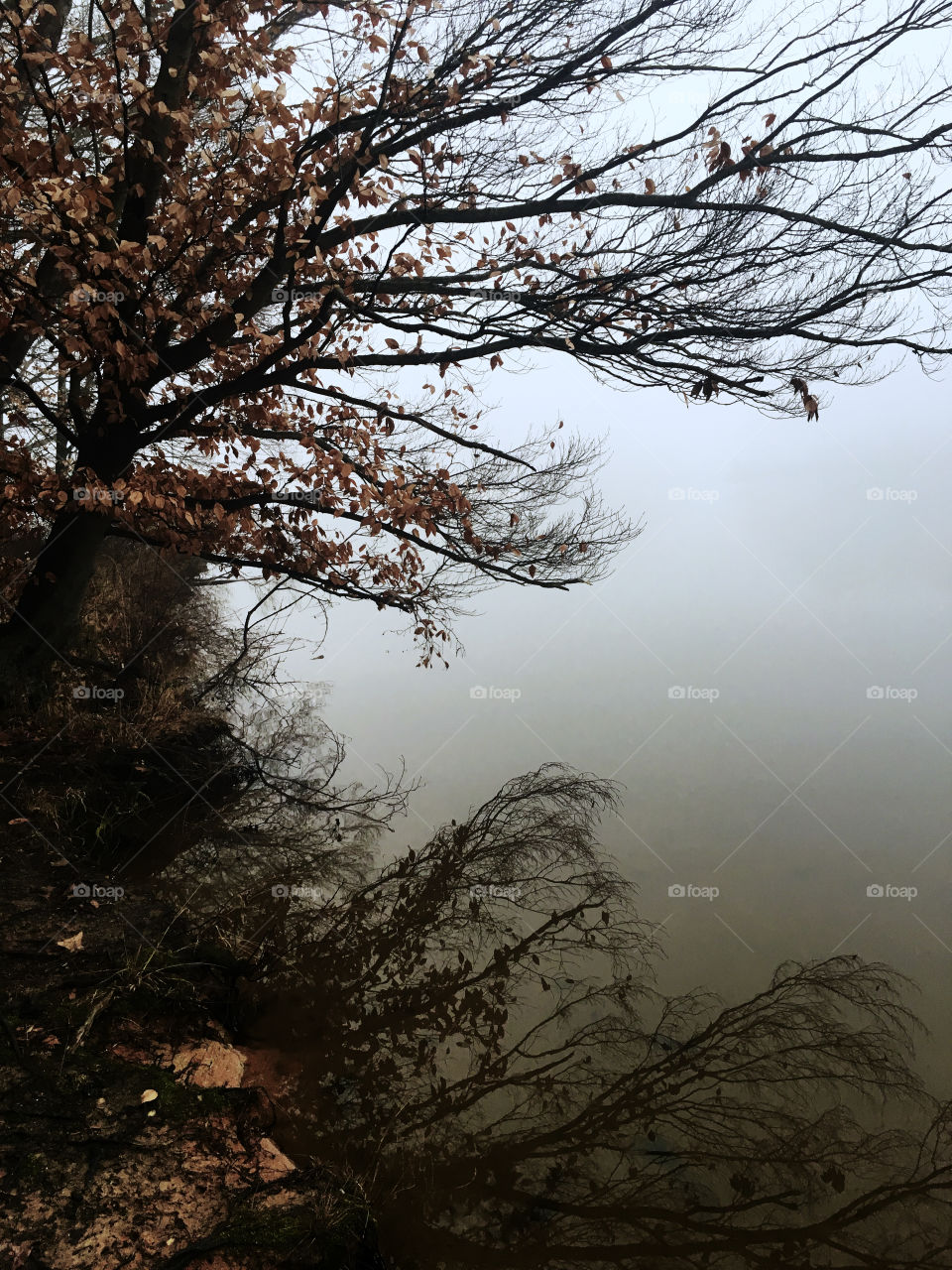 Crystal clear reflections of tree branches on the placid surface of the water at a lake in North Carolina on a foggy morning 