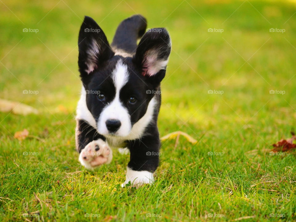 Grass, Cute, Animal, Dog, Mammal