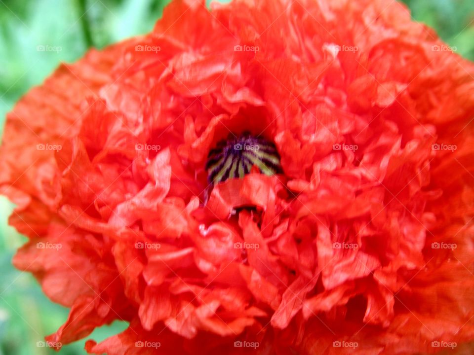Red poppy