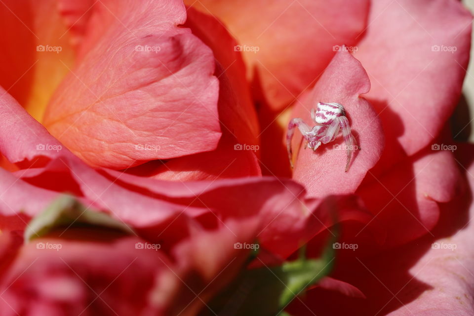 Pink and white flower crab spider blending in with pink and peach rose petals