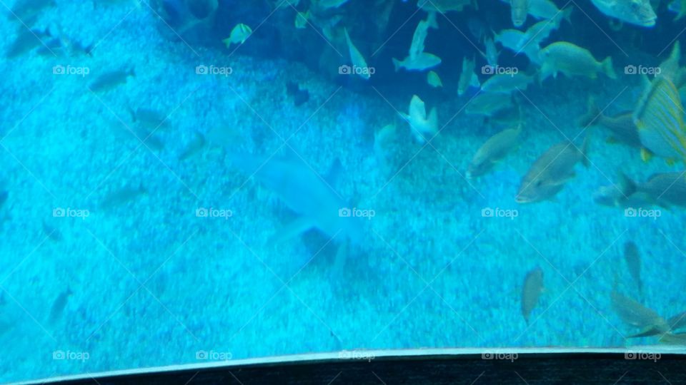 Underwater, Fish, Water, Ocean, Sea