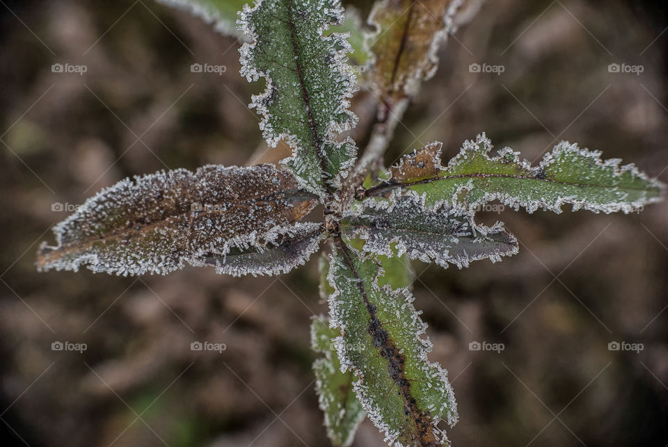 Close-up of a winter leaves