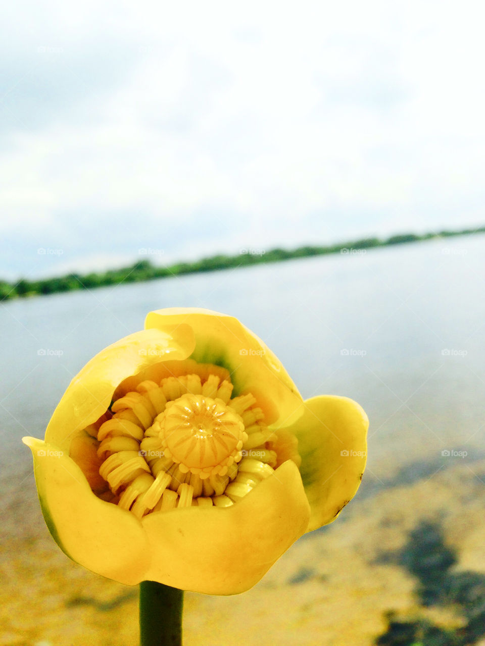 water lily