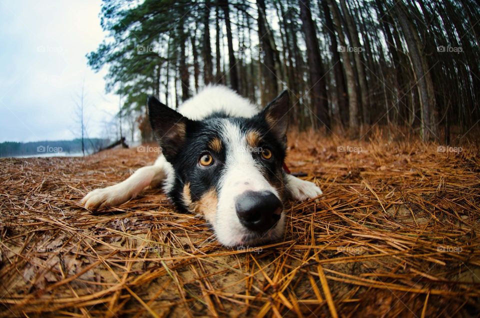 dog relaxing on the grass