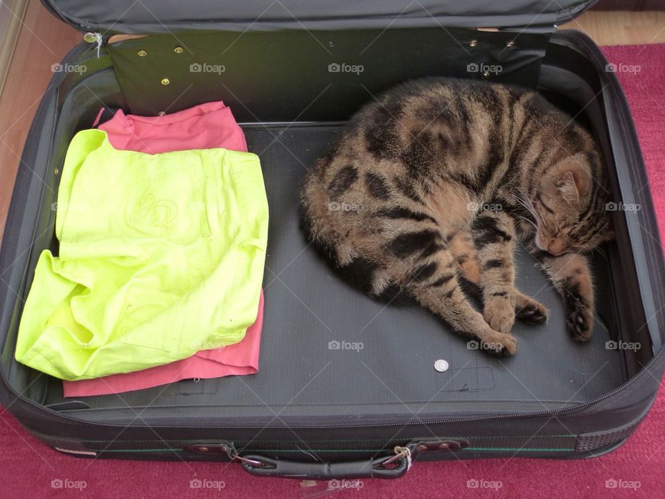 Cat in a suitcase