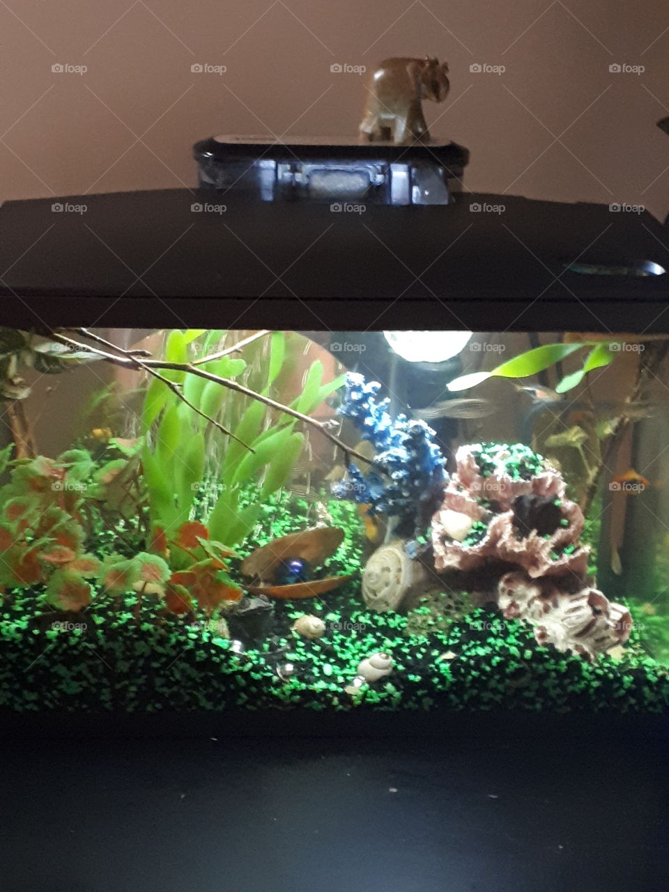 My aquarium
