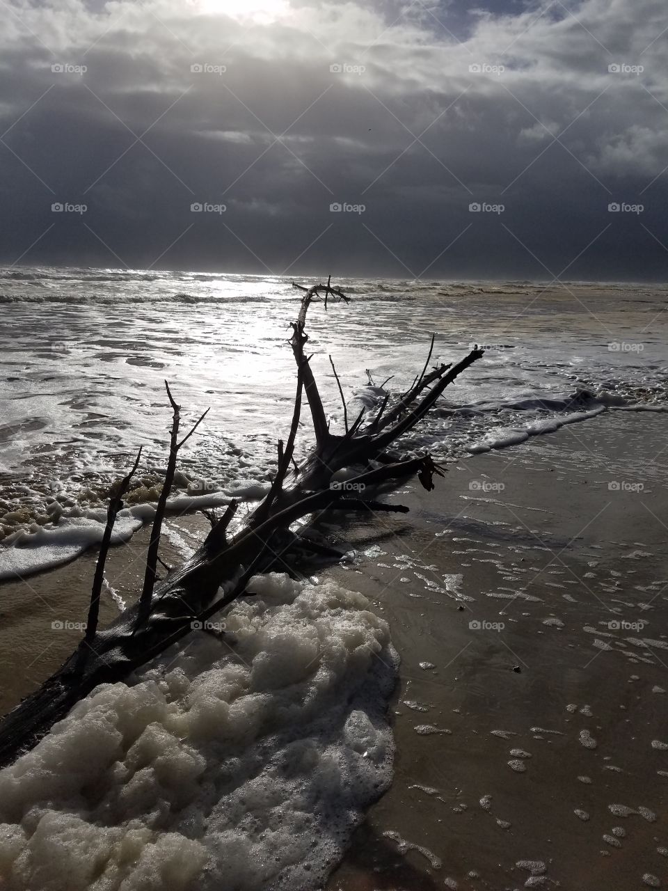 tree washed ashore after storm