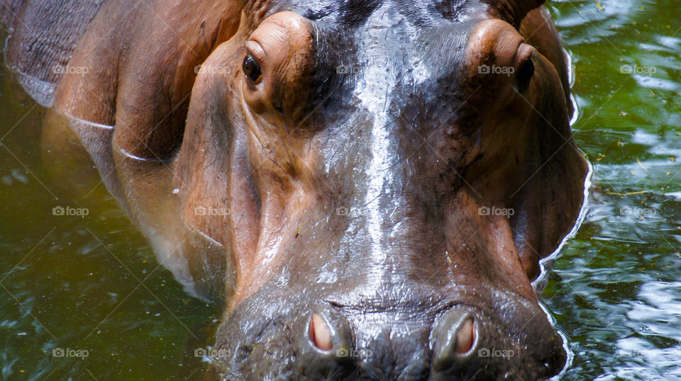 nature park animal zoo by kbuntu