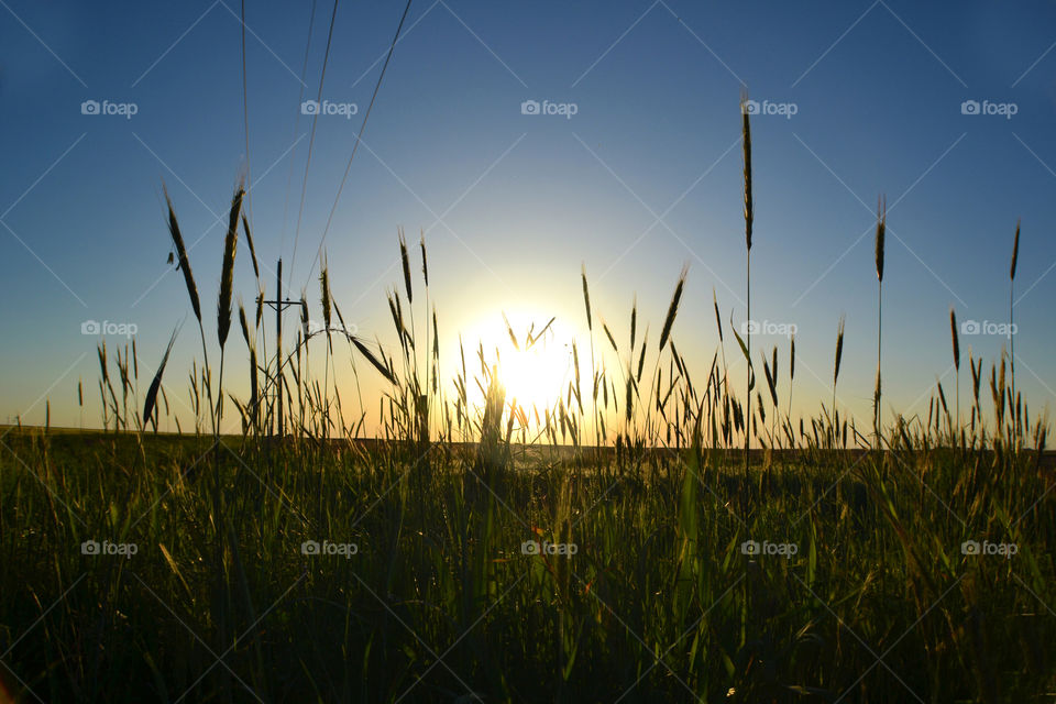 Sunrise at wheat field