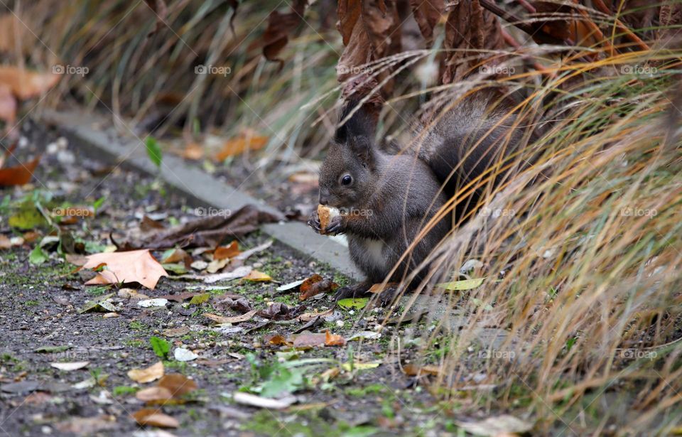 Squirrel in the city