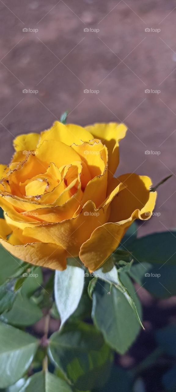 Rose yellow