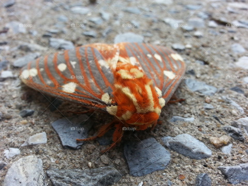 Regal Moth Closeup