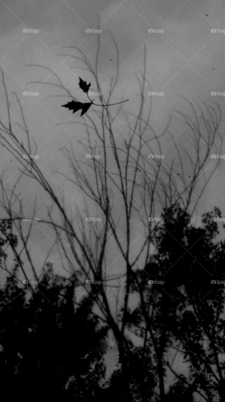 Monochrome, No Person, Tree, Silhouette, Bird