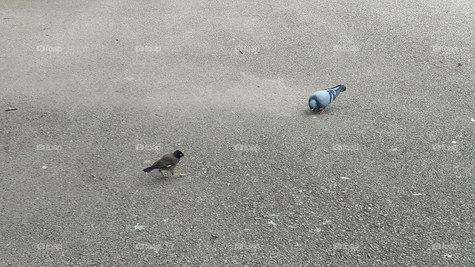 pigeons