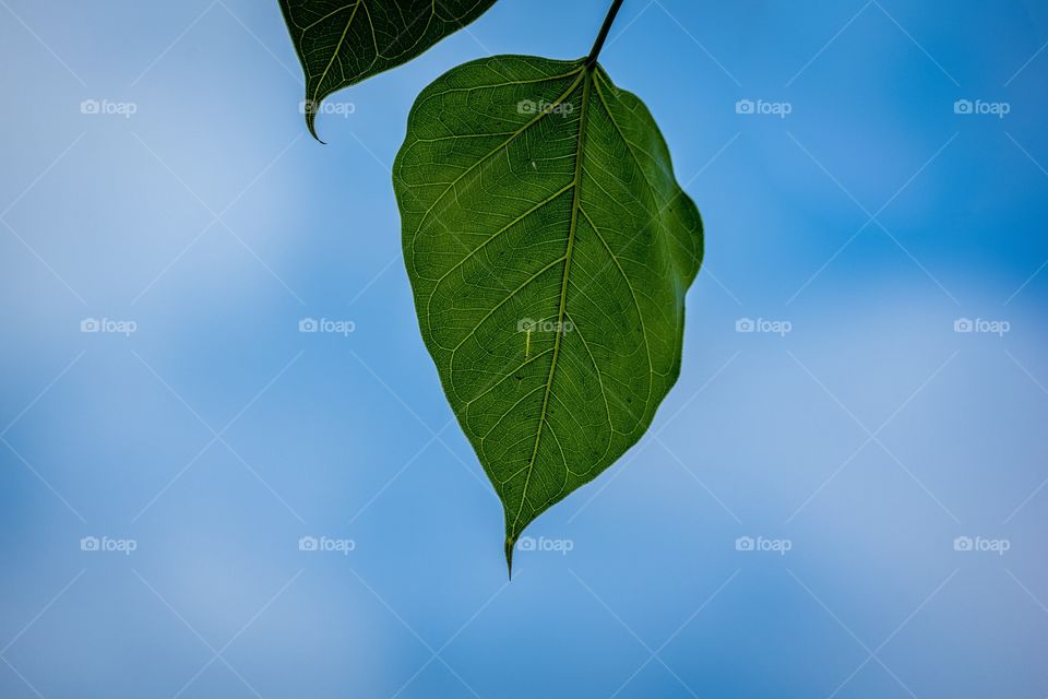 Leaves