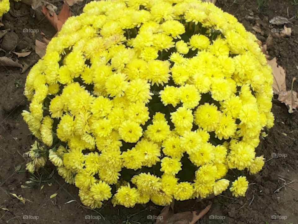 yellow flower. flowers