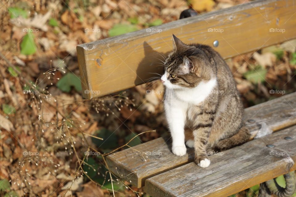 cat sitting on a bench in the park