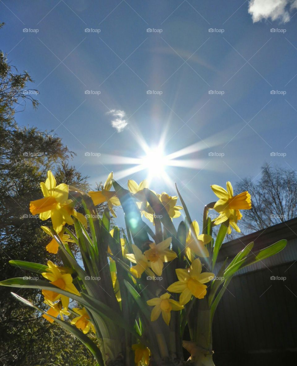 Daffodils against blue sky