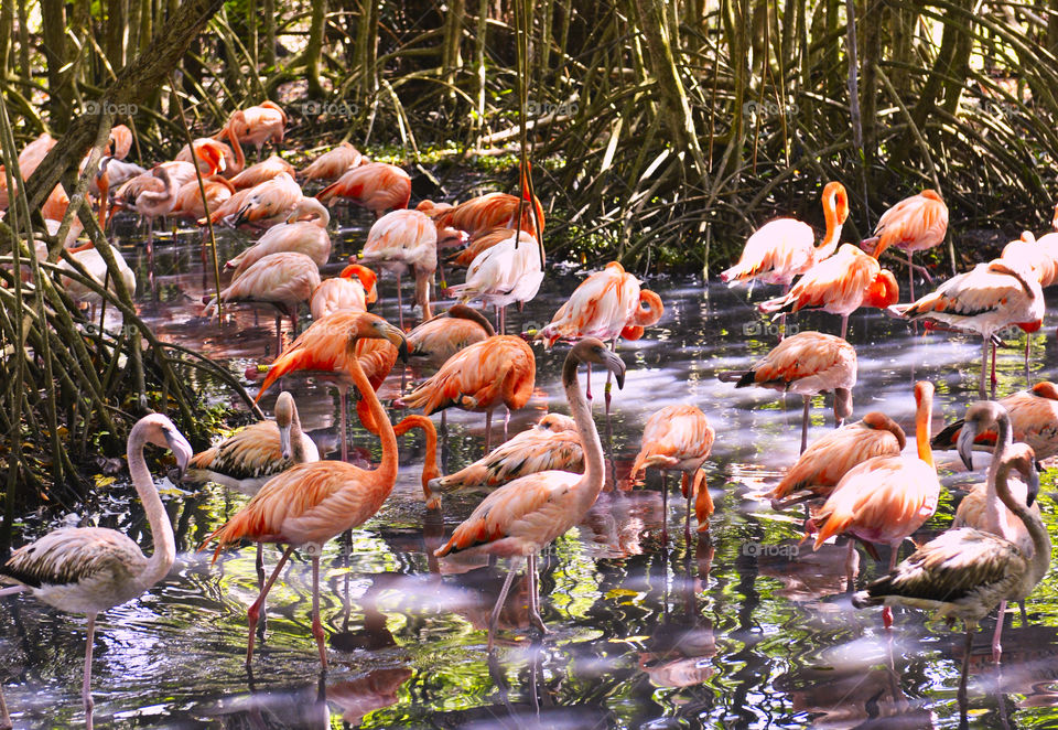 Flamingoes 