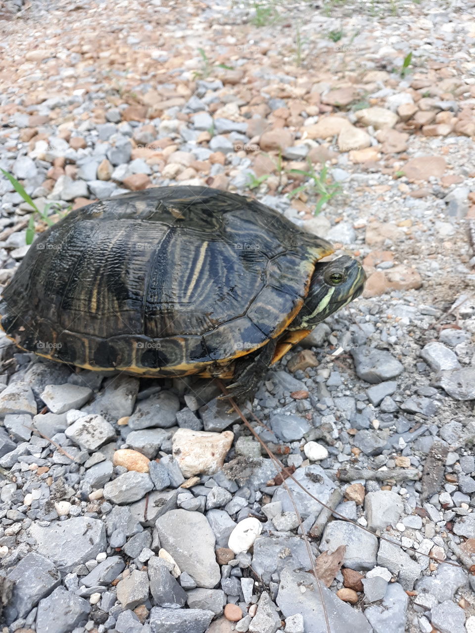 Turtle walking on the rocks