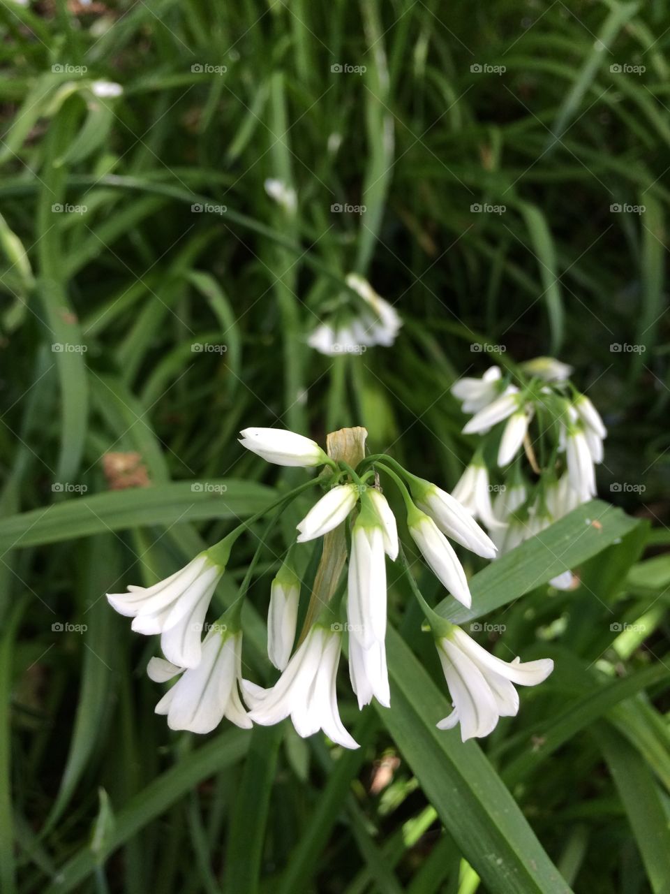 Dainty white flowers