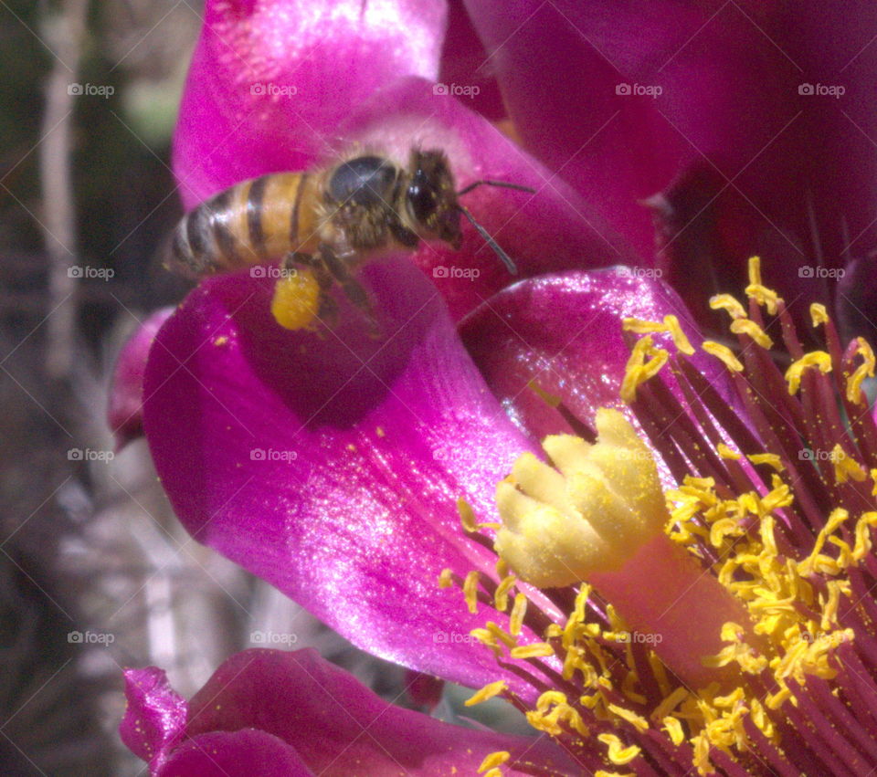bee flower dark red yellow pistals jolla cactus
