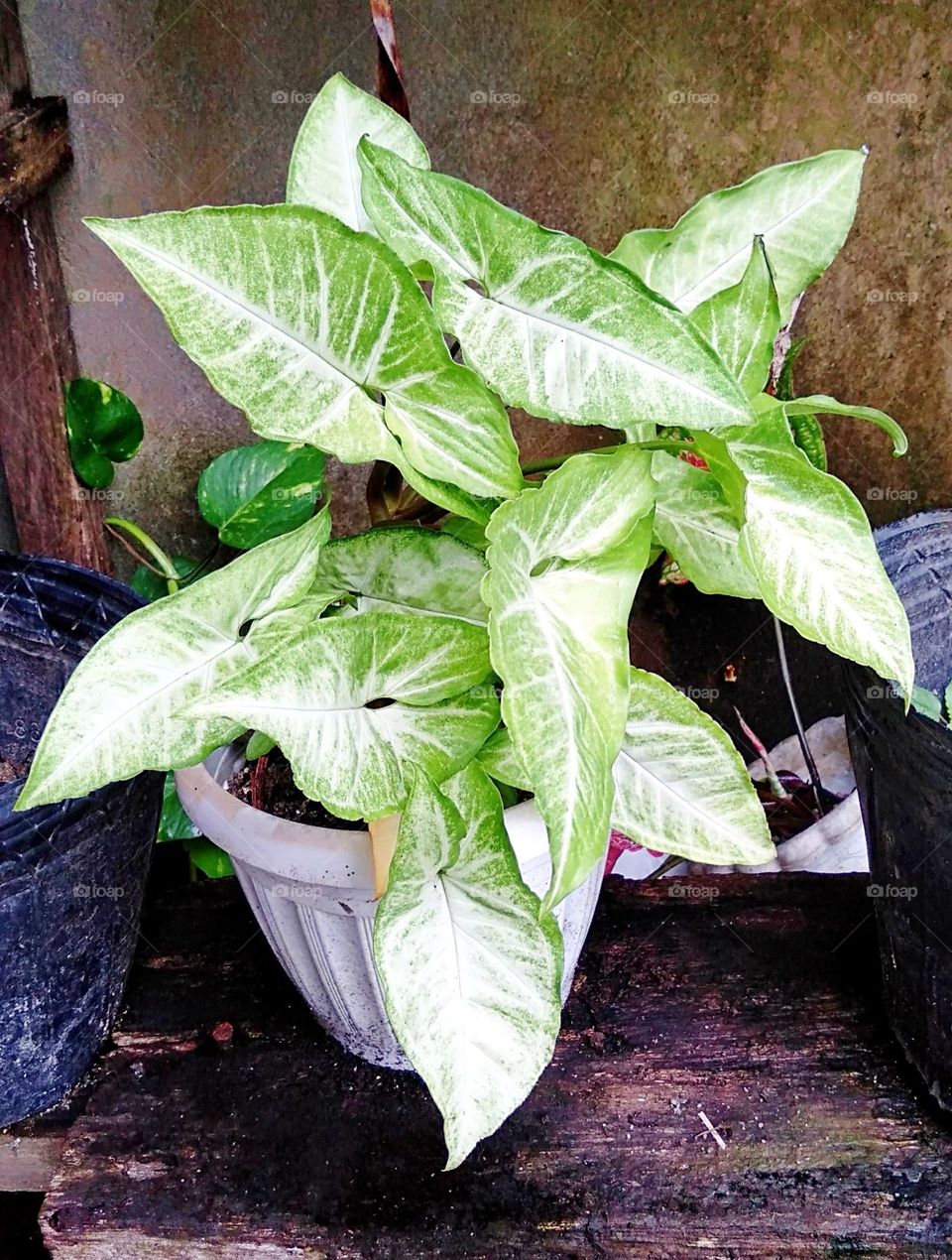 Arrowhead syngonium podophyllum evergreen lush plant.