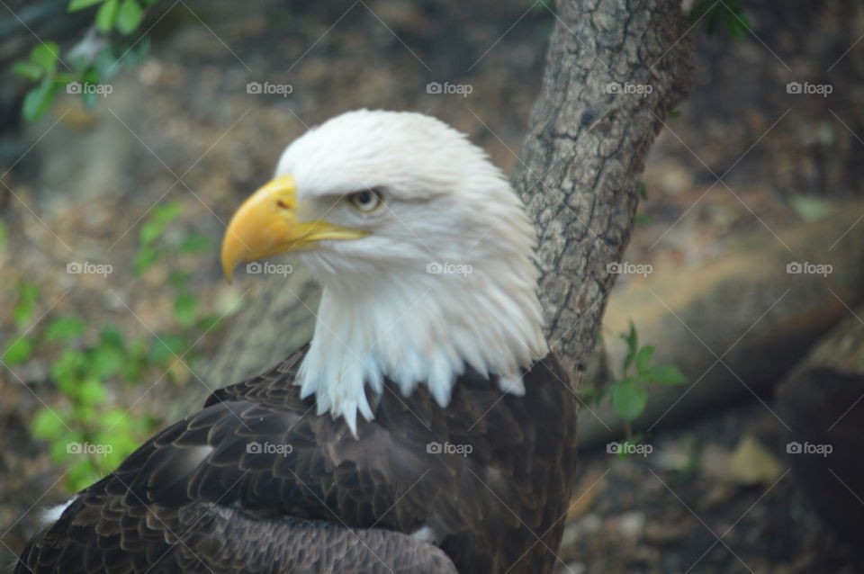eagle