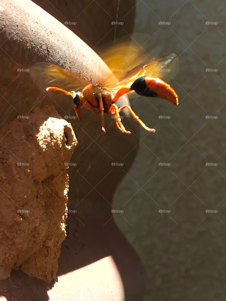 Orange mud wasp hovering near nest in motion