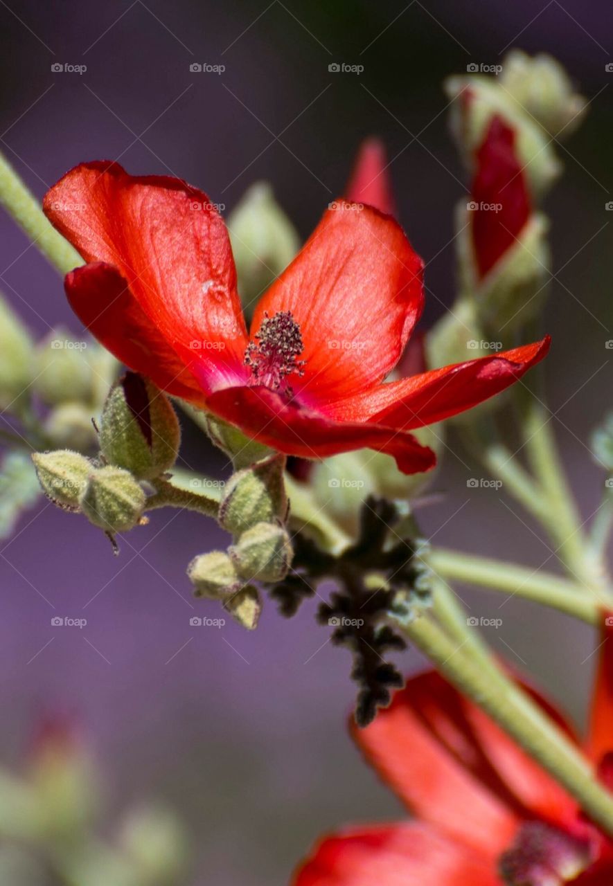Globe Mallow Desert Flower