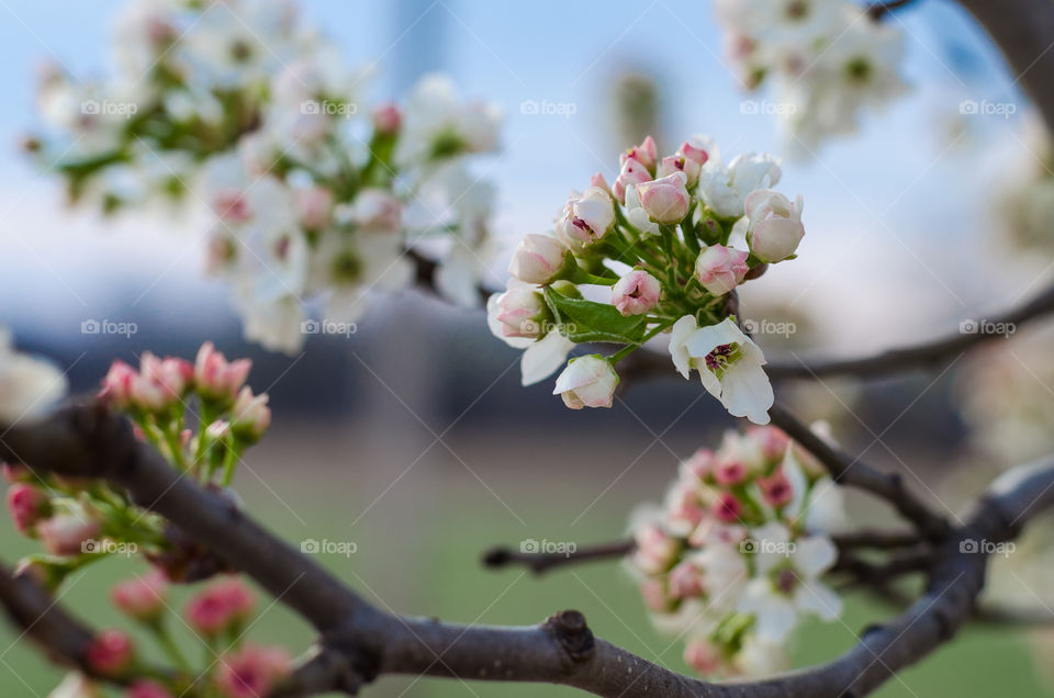 Springs love. blooms from a pear tree
