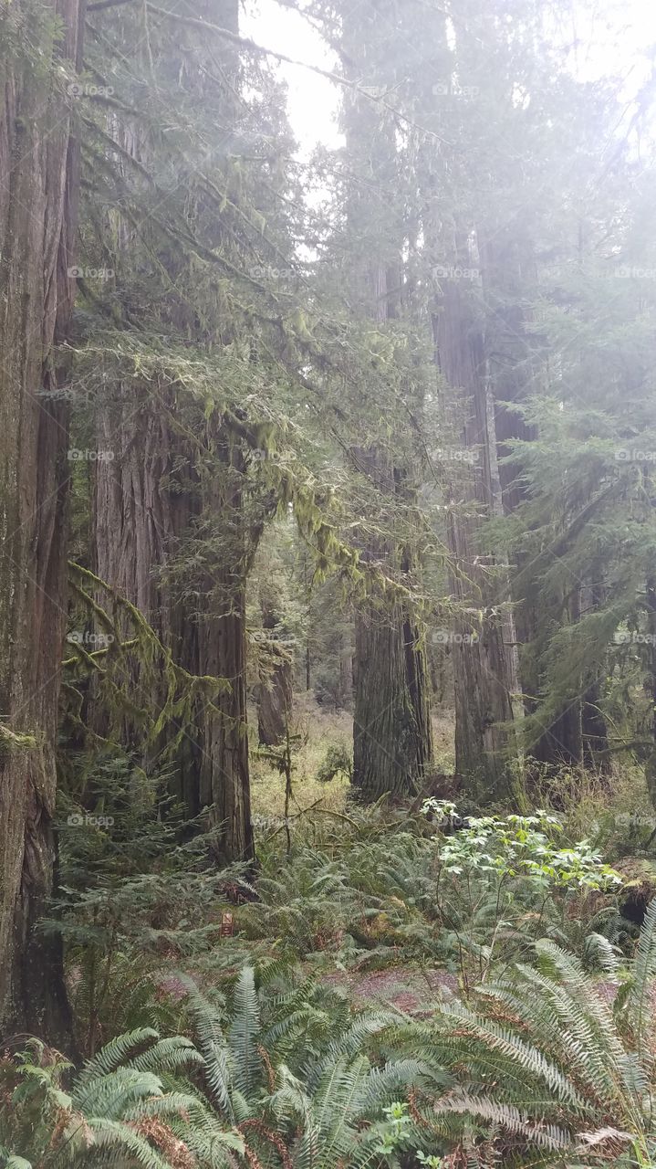 There is such depth when looking into the redwood forests.