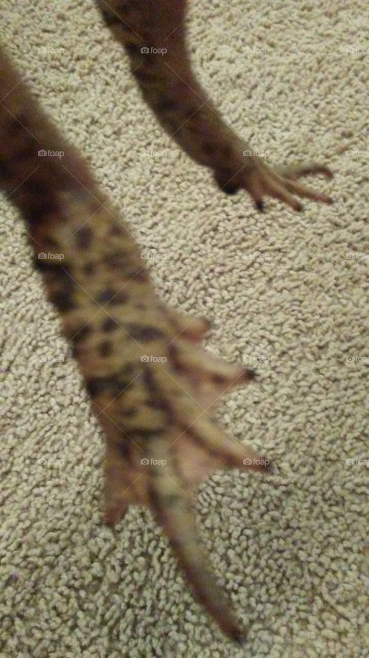 Frog Legs