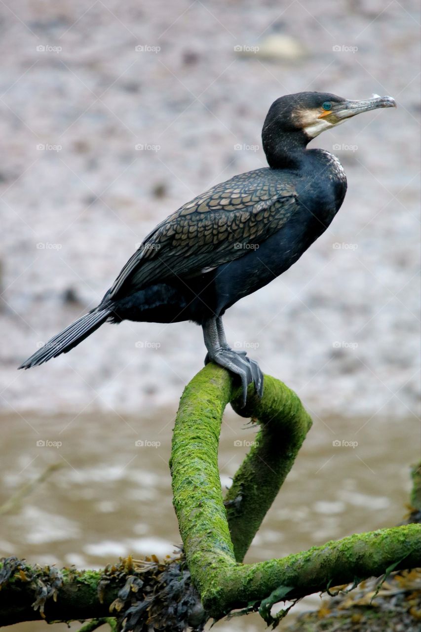 Cormorant