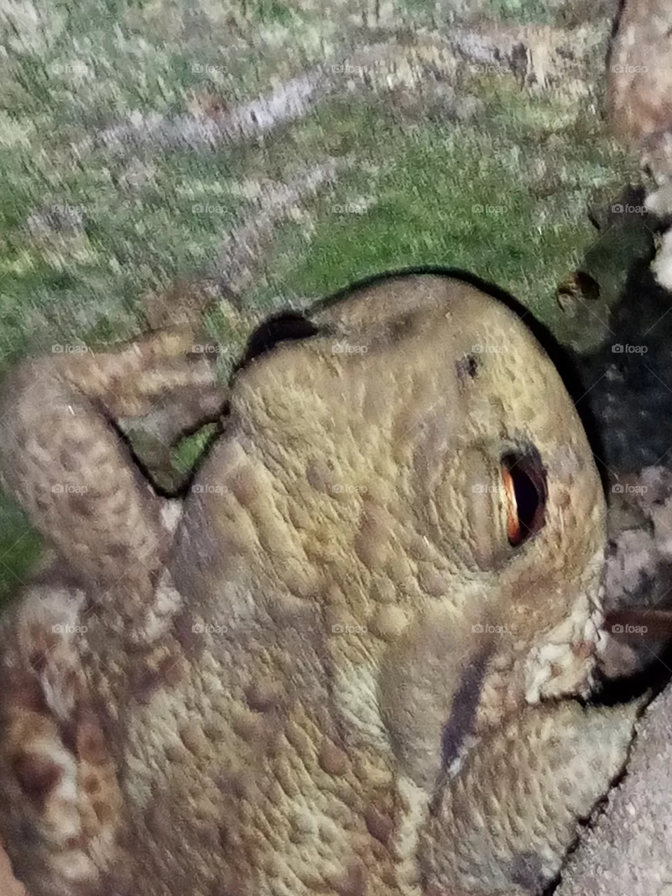 Frosch