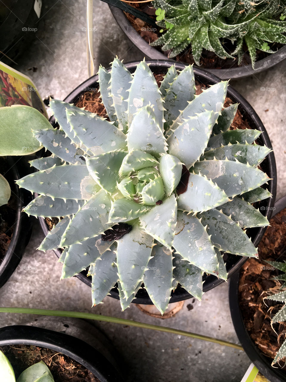 Thorny succulent plant