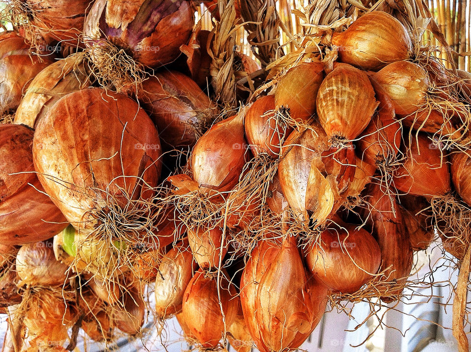 italy golden onions drying by lguarini
