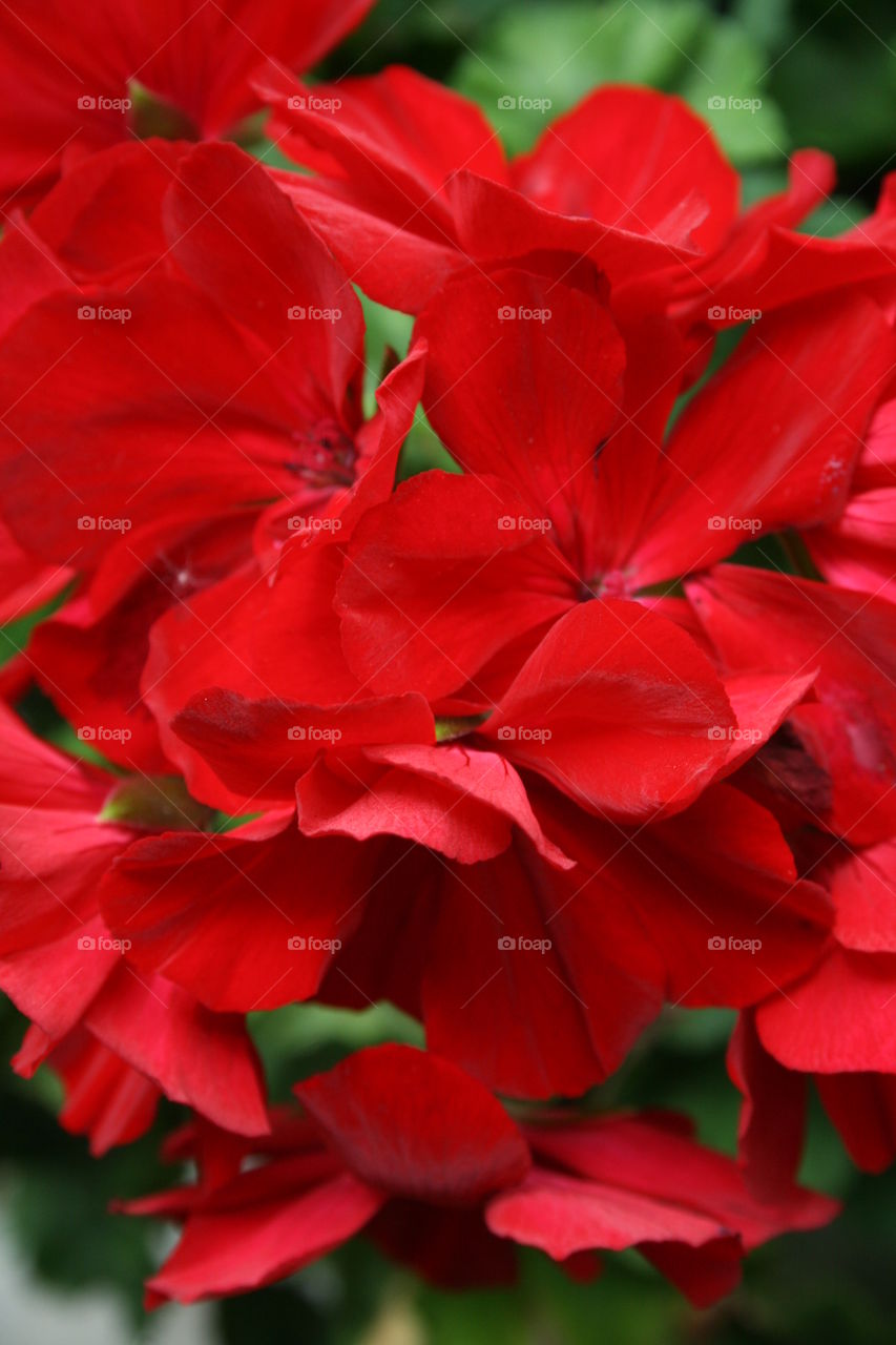 Red Flowers