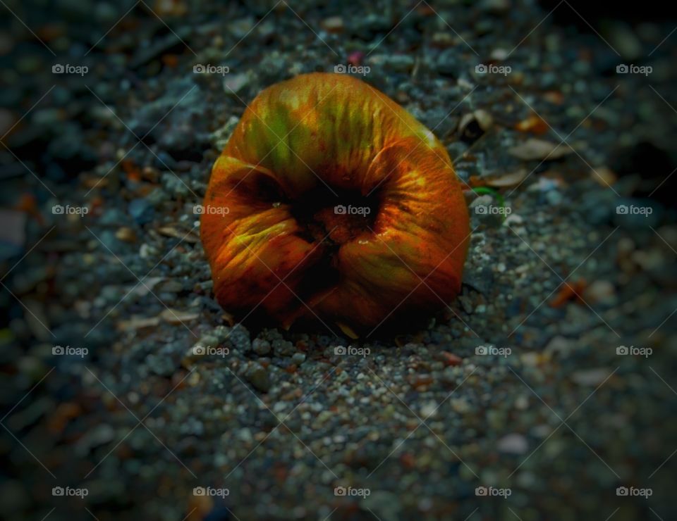 Another baby - Coconut