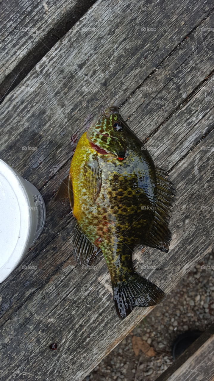 pumpkinseed sunfish