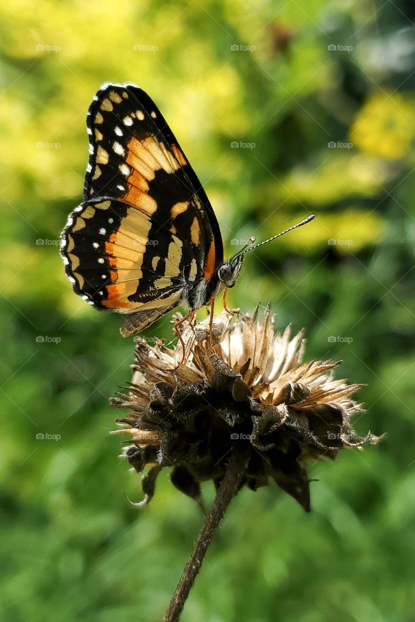 Closeup of a border patch butterfly on the dry remaining seed buds of a sunflower.