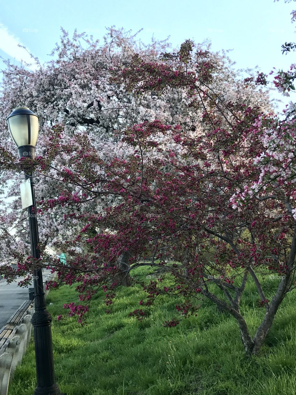 Tree blossom