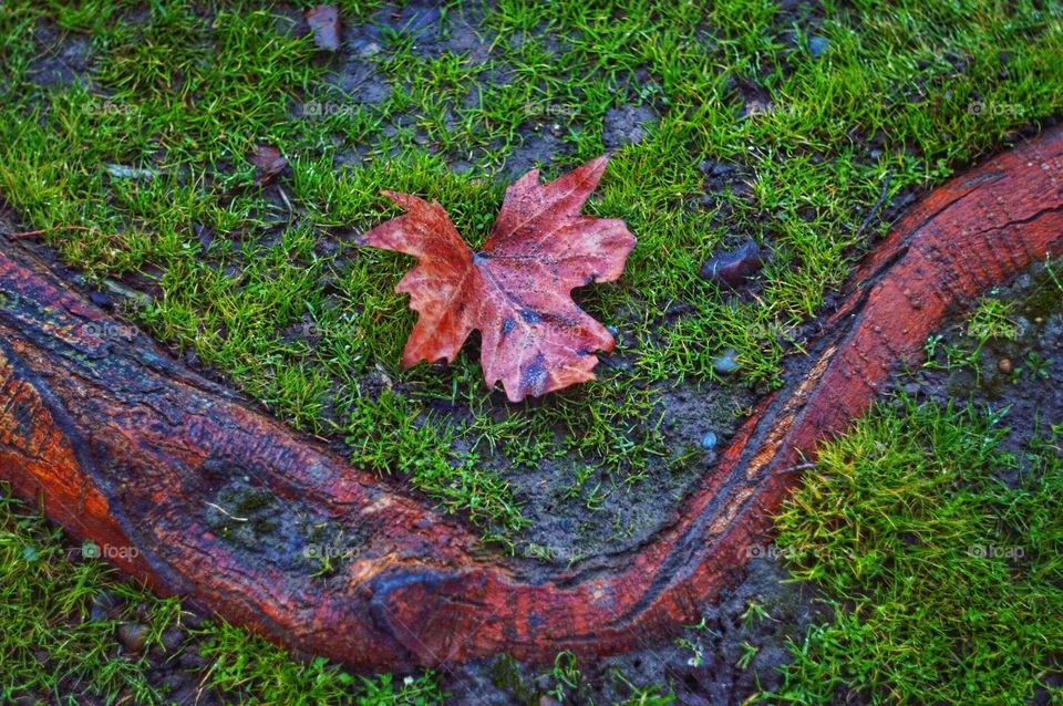 a dry leaf fell on the grass next to the root of its tree